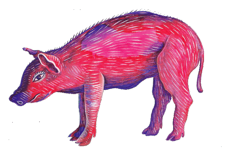 Schwein