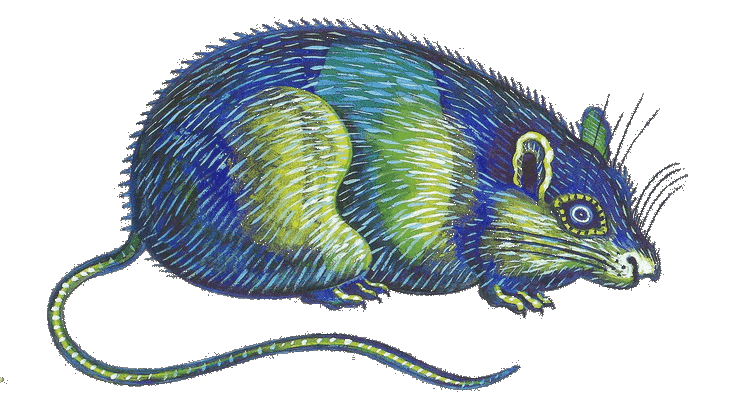 Ratte